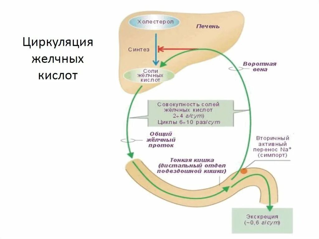 Схема циркуляции желчных кислот. Схема энтерогепатической циркуляции желчных кислот биохимия. Рециркуляция желчных кислот схема. Схема регуляции синтеза желчных кислот.