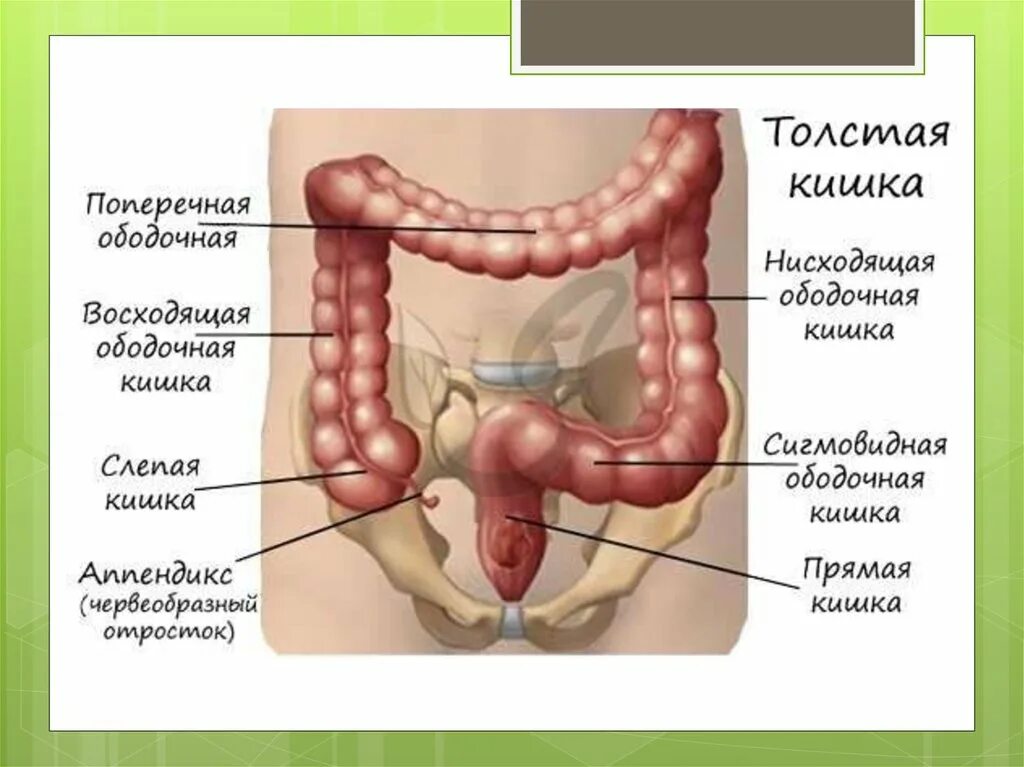 Кишка с правой стороны. Сигмовидная кишка вид сбоку. Ободочная толстая кишка анатомия. Селезеночный изгиб ободочной кишки. Ободочная кишка Толстого кишечника.