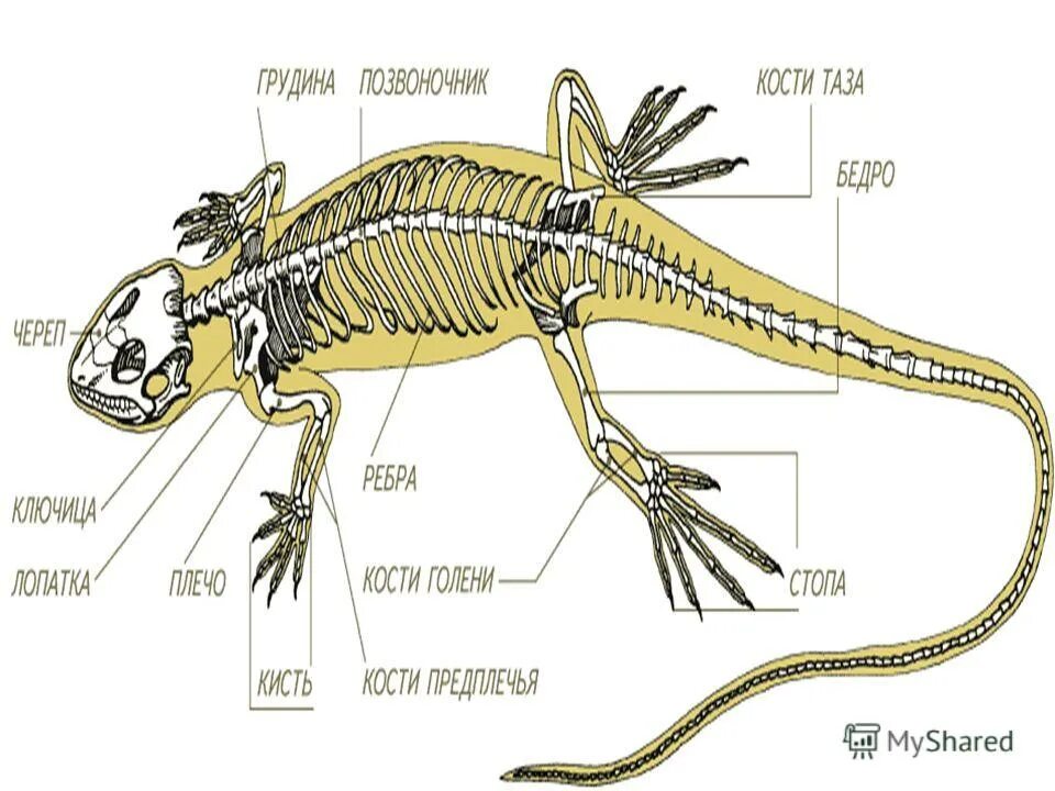 Грудина у ящерицы. Воронья кость у рептилий. голень у ящерицы. кости таза у рептилий. кости ящерицы.