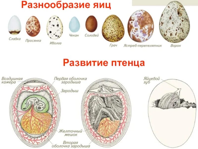 Разнообразие яиц. Разнообразие яиц птиц. Схема развития яйца.