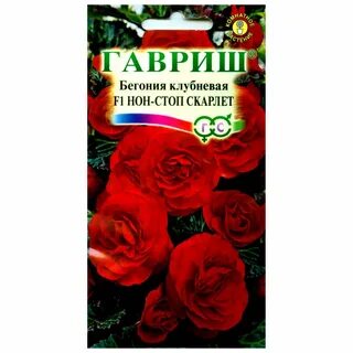 Бегония нон стоп из семян