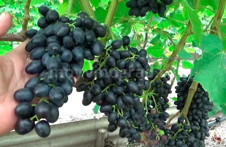 Виноград плодовый (черный) Кишмиш Аттика (Attika seedless) - описание сорта, фот