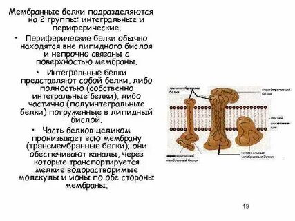1 что представляют собой белки