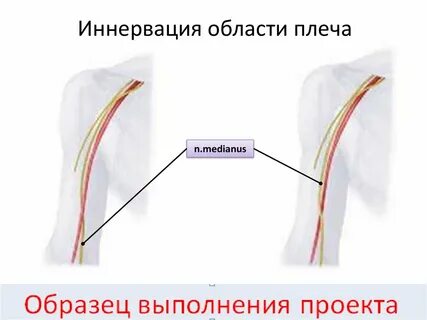 Верхняя граница плеча