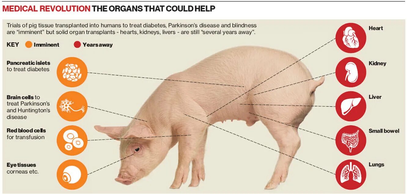 Как получить пин свиньи. Сходство органов свиньи и человека. Строение свиньи.