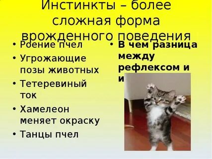 Животный инстинкт 84 текст