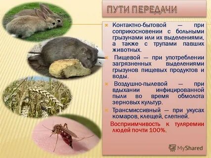 Переносчики туляремии являются