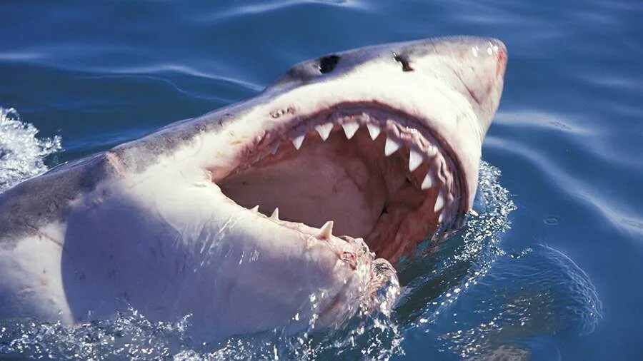 Может ли акула съесть акулу