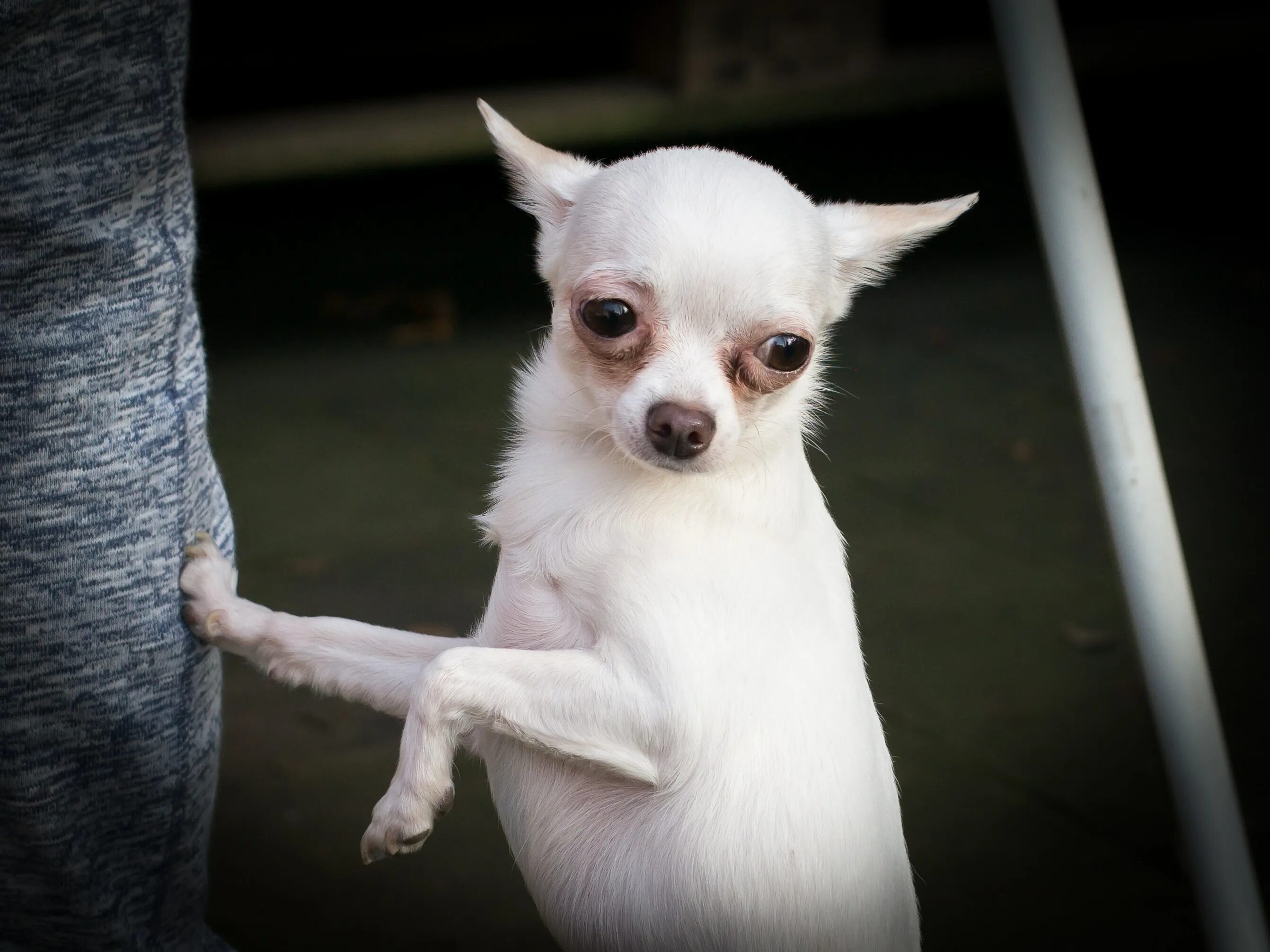 чихуахуа милли. чихуахуа. чихуахуа волосистая. мексиканский чихуахуа гладкошерстный. чихуахуа чивава.