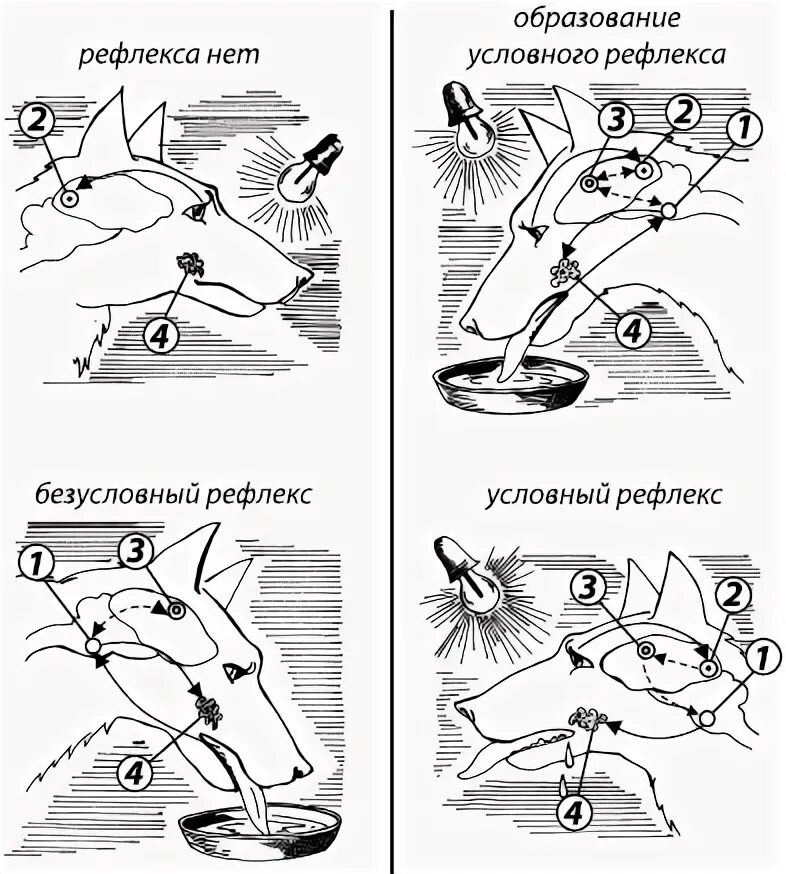 Выработка безусловных рефлексов. Схема условного рефлекса Павлова. Выработка условного рефлекса по Павлову схема. Механизм выработки условного рефлекса по Павлову. Условный рефлекс собаки Павлова схема.