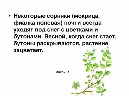 Полезные свойства мокрицы для человека
