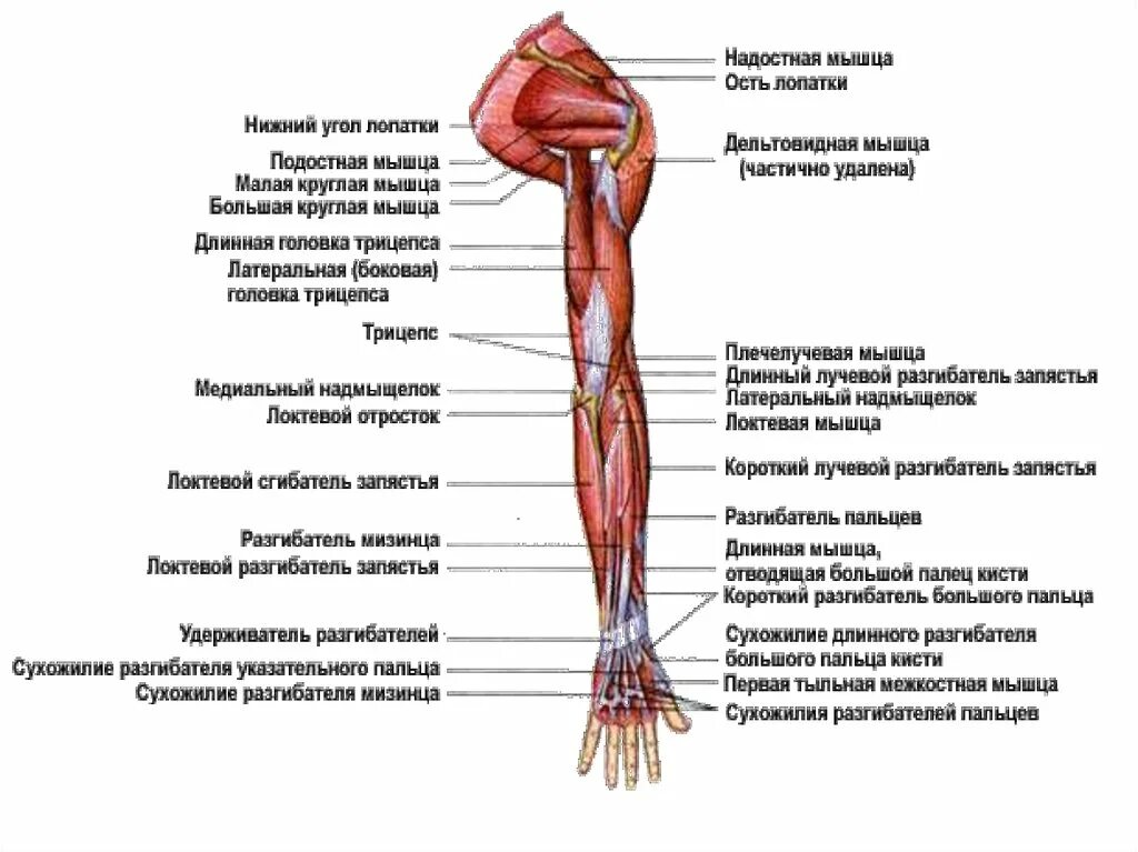 Анатомия верхней конечности. Мышцы верхней конечности анатомия вид спереди. Мышцы верхней конечности анатомия вид сзади. Мышцы свободной верхней конечности анатомия строение. Поверхностные мышцы верхних конечностей.