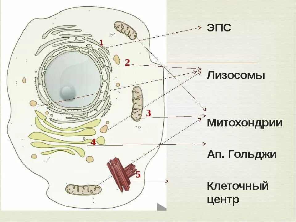 Строение ЭПС клетки. Строение лизосомы животной клетки. Схема ЭПС клетки. Строение клеток животных ЭПС.