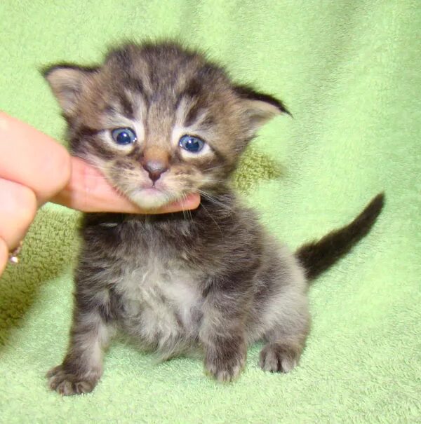 котенок 20. котенок 20. котенок 20. мягкая игрушка «чёрный котик». пушистые фигурки котят.