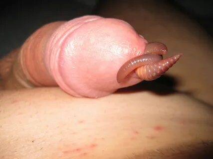 Urethra play with worm | MOTHERLESS.COM ™, Gigantische gomachtige worm die ...