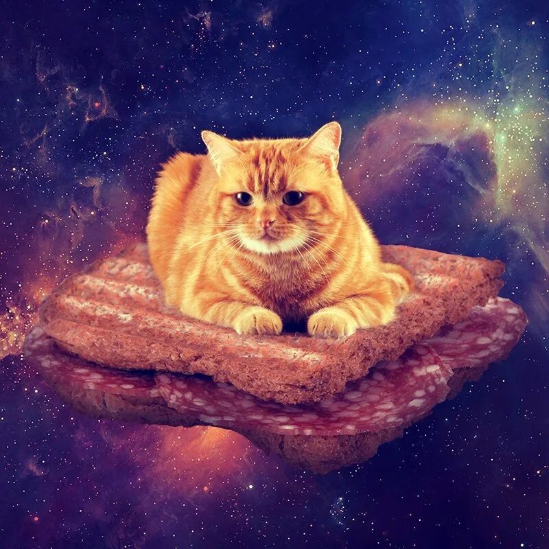Мечтающий кот. Кошачьи мечты. кот мечтает. кот в мечтах. котик мечты.
