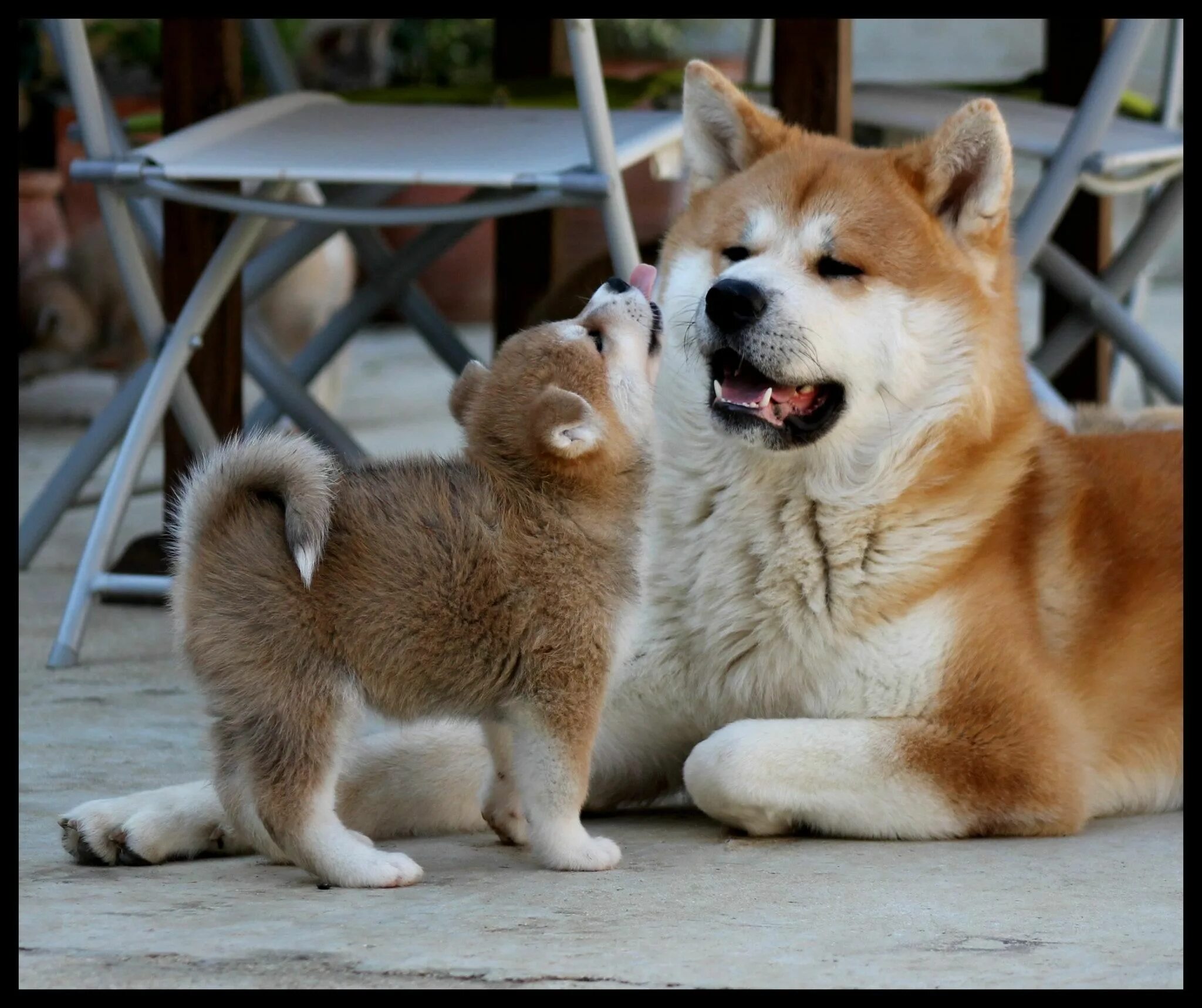 Акита-ину Akita dog, Akita inu puppy, Cute cats and dogs