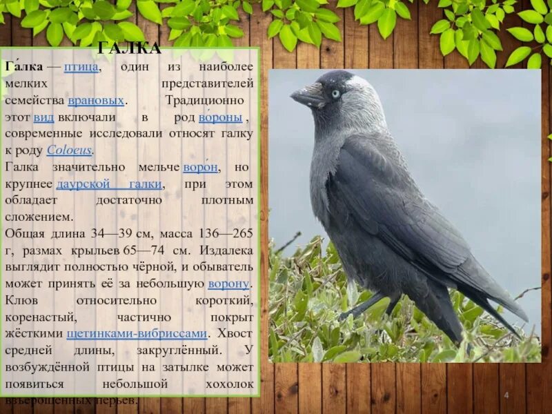 Галки семейство врановых. Птица рода вороновых. Галка размер птицы. Галка мужского рода.