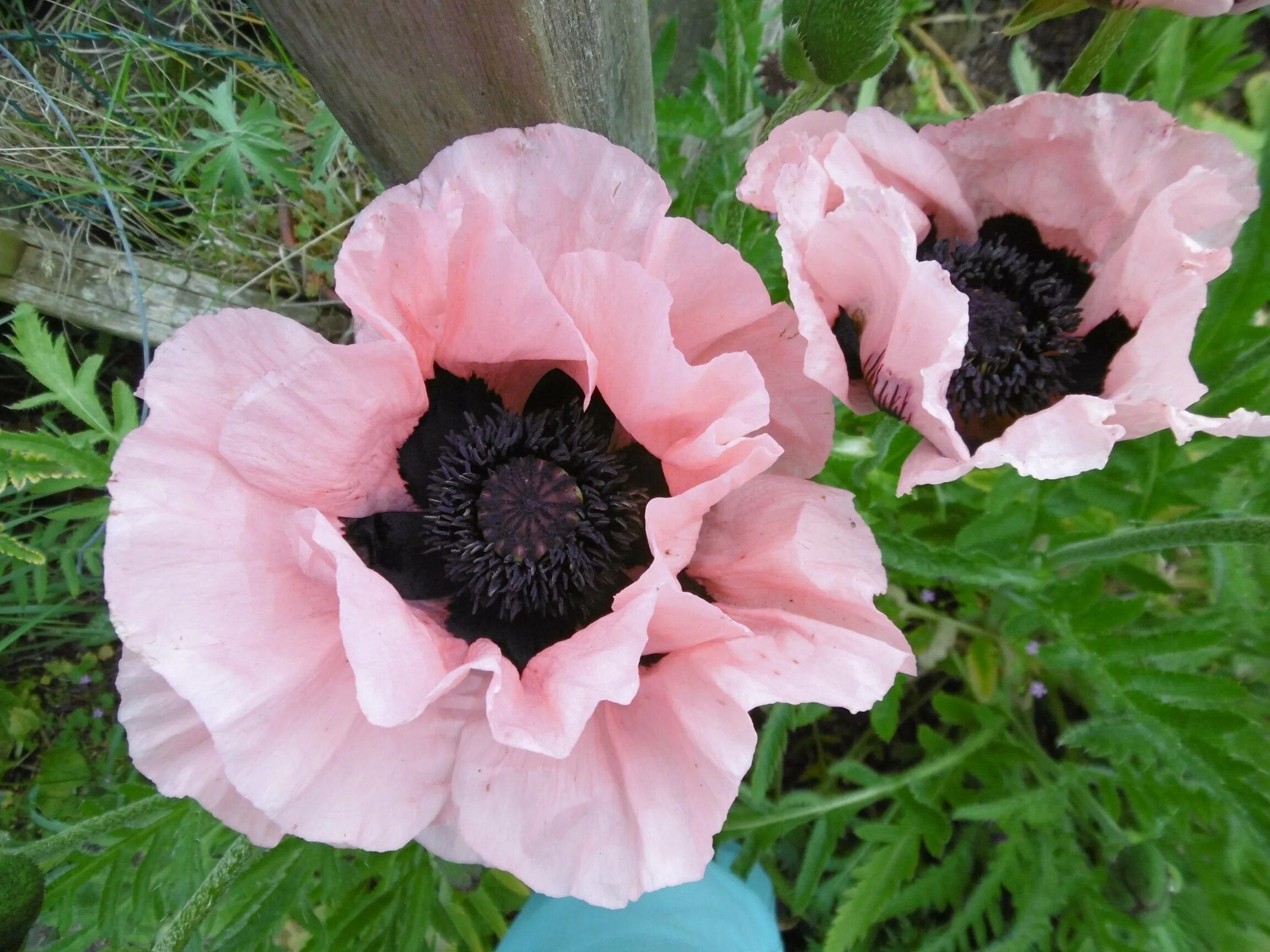 Perry. Мак миссис перри. Мак восточный папавер. Мак восточный karine. Мак восточный салмон глоу.