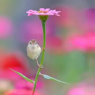 I have a beautiful flower