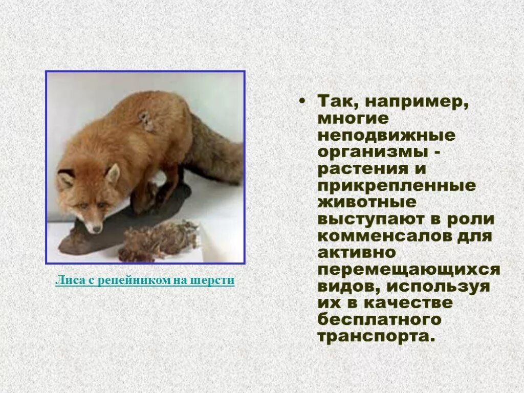 Совместное существование между животными и репейником