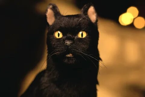 The cat he is black