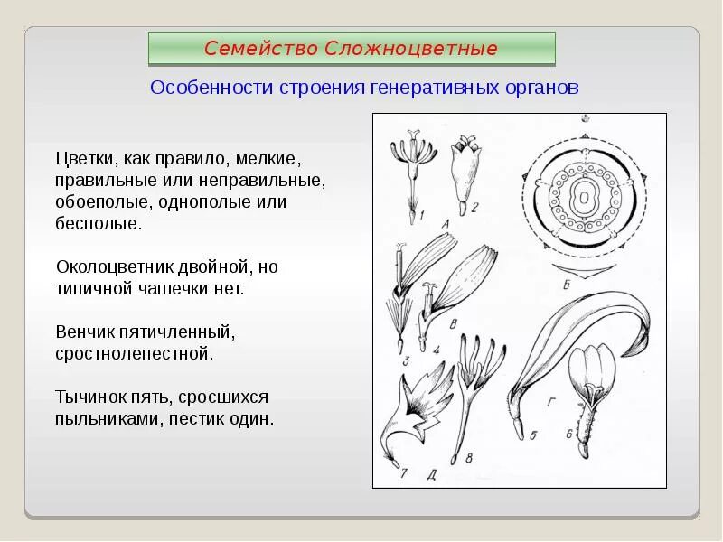 Установите последовательность соподчинения плоды генеративные органы. Семейство Сложноцветные схема цветка. Семейство Сложноцветные формула цветка. Диаграмма цветка Сложноцветные схема. Строение цветка сложноцветных диаграммы.