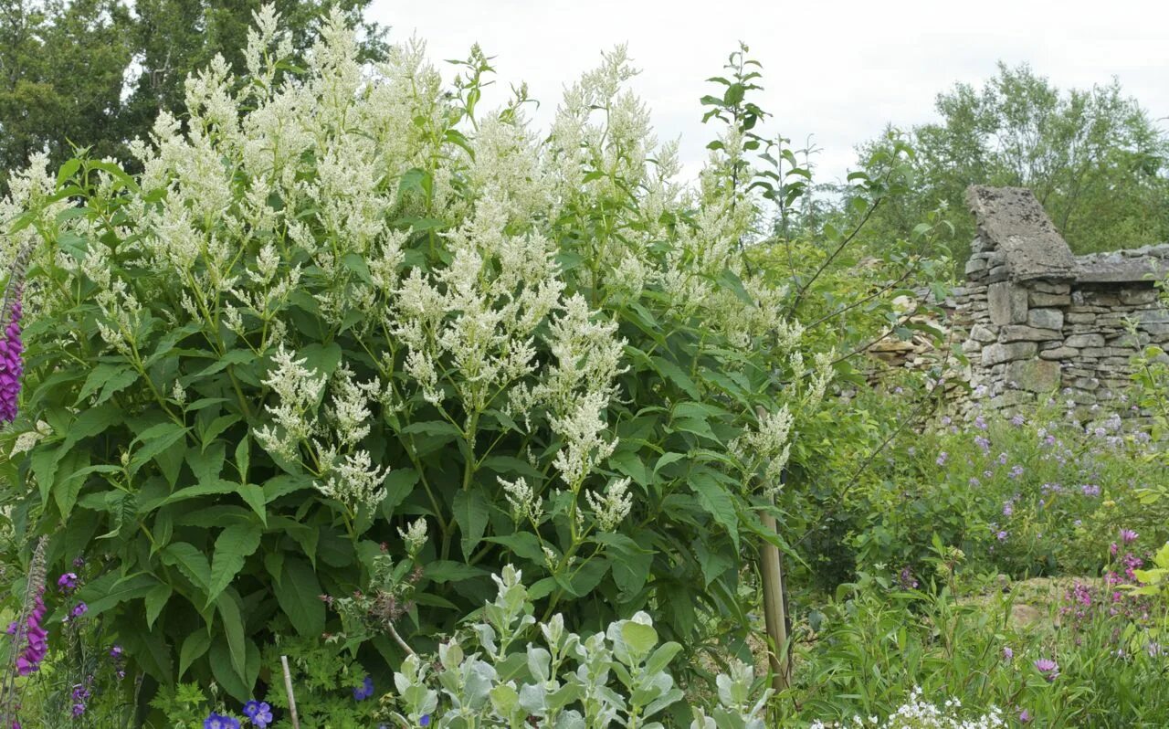 Горец изменчивый фото. Горец полиморфный. Горец изменчивый Persicaria. Растение Горец изменчивый. Горец полиморфный растение.