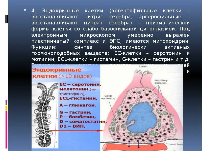 Клетки желудка. Эндокринные клетки желудка. Аргентофильные клетки желудка. Аргентофильная клетка собственной железы желудка.