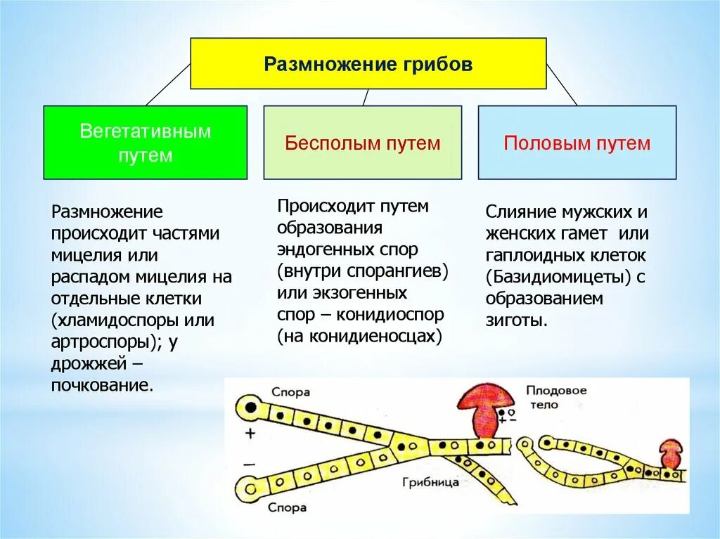 Половое и бесполое размножение грибов. Опишите способы размножения грибов. Способ размножения грибной клетки. Способы размножения грибов 7. Как часто размножаются