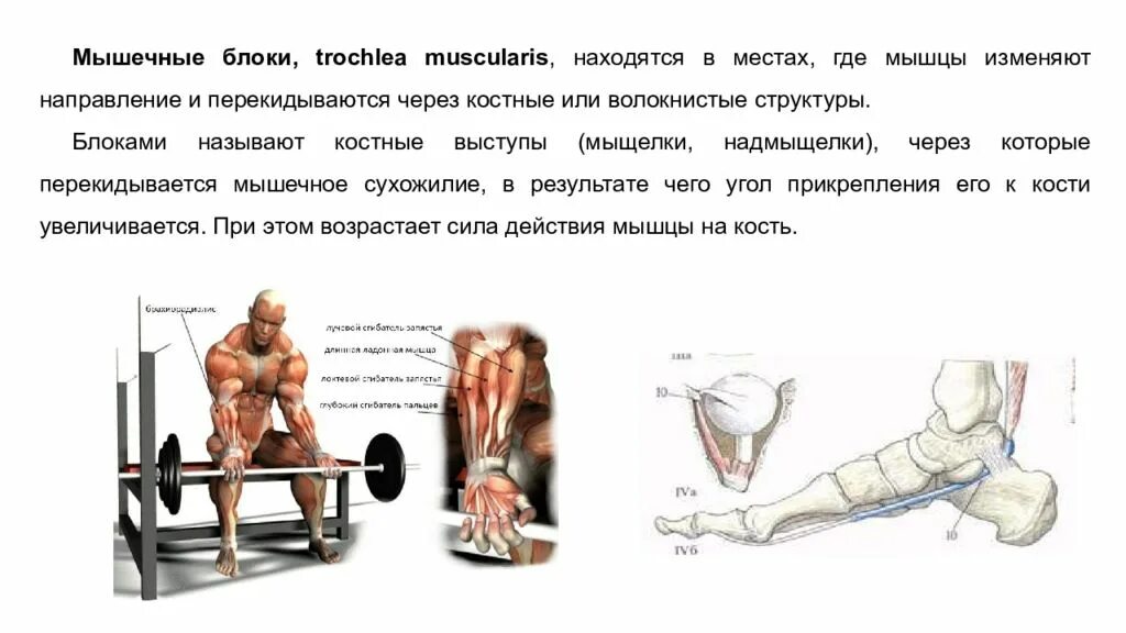Блок мышц. Блок мышцы. блоки вспомогательный мышечный аппарат. мышечные блоки анатомия. блоки мышц строение.