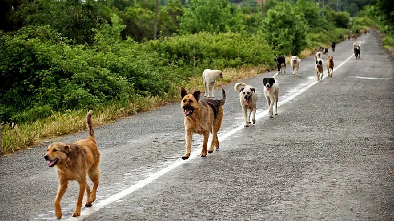Собаки бегут по дороге. Собака бежит по дороге. Стая собак бежит. Бездомная собака бежит. Бездомные животные в Турции.