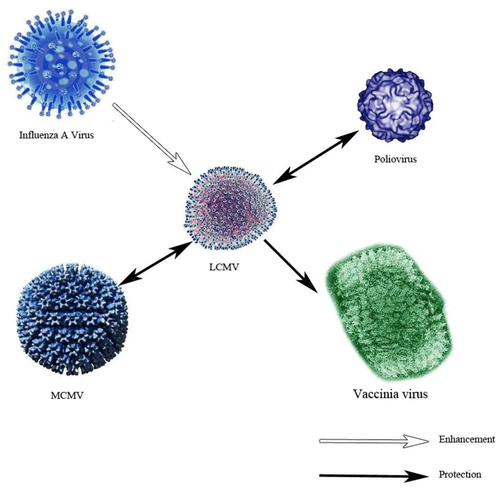 Вирус. Вирус лимфоцитарного хориоменингита. Вирусы иммунология. Инфлюэнция вирус. Мессенджеры вирусы