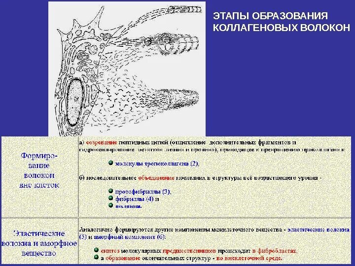 Синтез коллагена схема. Этапы формирования коллагенового волокна. Уровни организации коллагеновых волокон. Синтез эластина биохимия схема. Образование коллагеновых волокон.
