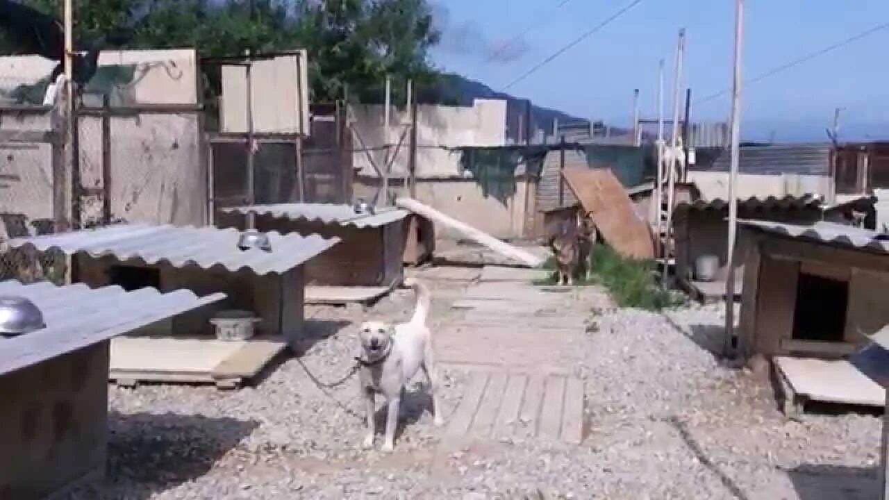 Ковчег животные ялта