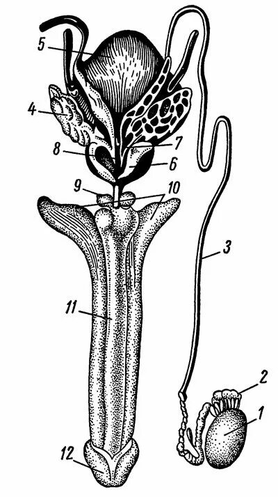 Органы мужской половой системы рисунок. Предстательная железа анатомия семявыносящий проток. Предстательная железа семенники. Половая система мужчины анатомия. Яички куперовы железы мужская половая.