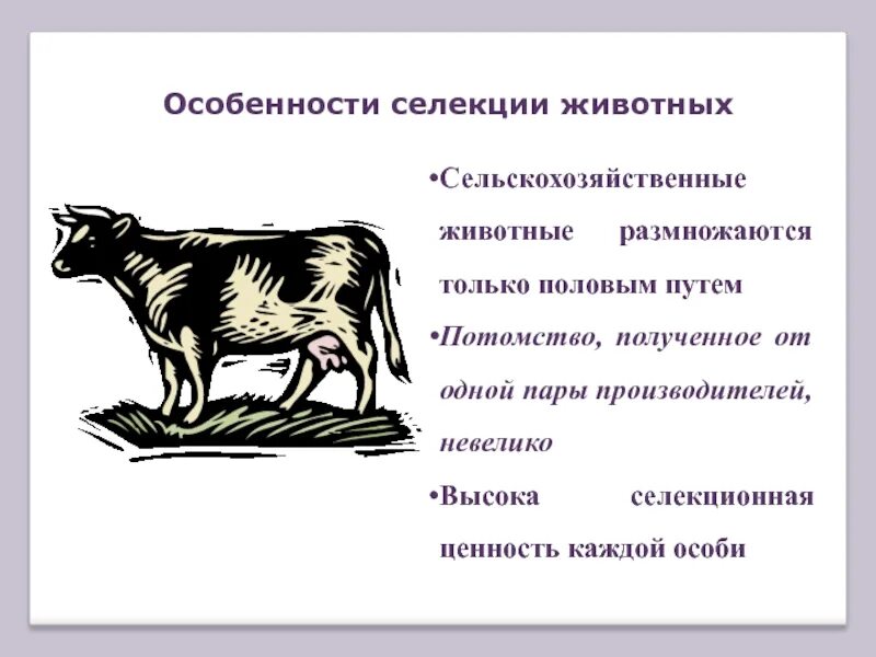 Испытание производителя по потомству в селекции животных. Селекция животных. Достижения селекции животных. Селекция метод испытания животных. Методы селекции животных.