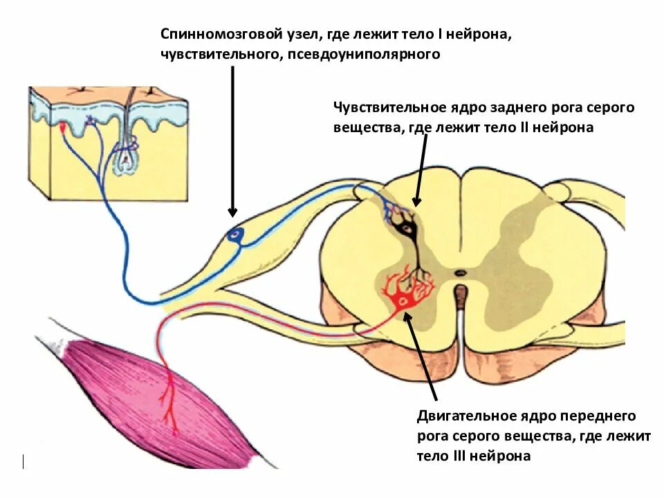 Нервные узлы это тела. Спинномозговой ганглий гистология. Где располагаются чувствительные Нейроны. Спинномозговой ганглий гистология препарат. Спинномозговой чувствительный ганглий.