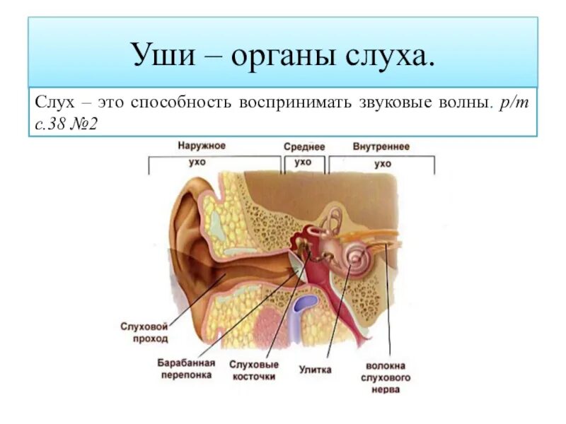 Органы слуха человека 3 класс окружающий мир. Органы чувств человека уши слух. Уши орган слуха. Орган слуха для детей. Какое значение органа слуха