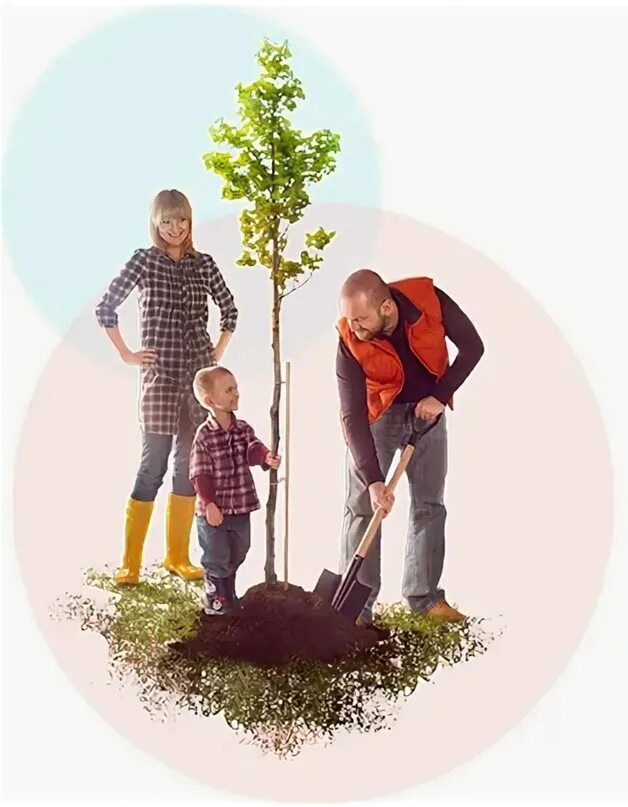 Семьи посадили деревья