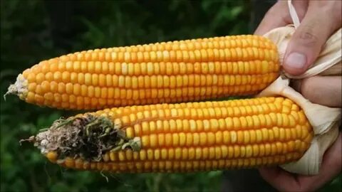 Samples of corn were tested for the presence of the Bt gene, a common form ...