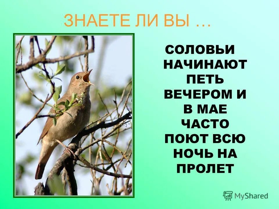 Во сколько лет начала петь. Соловей поет вечером. Соловьиный день 15 мая. Какие птицы поют вечером в апреле. Какие птицы поют ночью в июне.