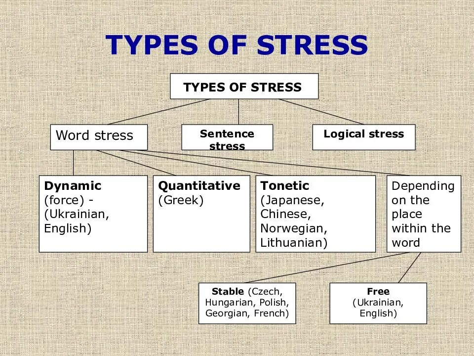 Different types of words. Degrees of Word stress in English. Types of stress in English Phonetics. The notion of Word stress. Word stress in English презентация.
