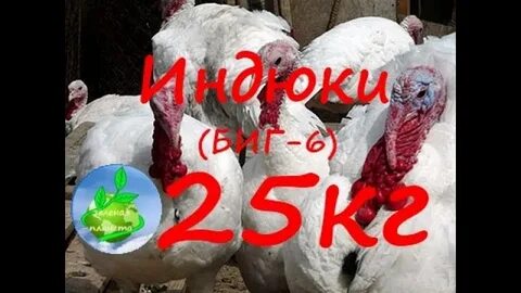 Вес индюка биг