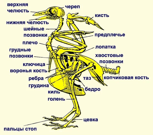 Копчиковая железа характерна для. Опорно двигательная система птиц скелет. Строение опорно двигательной системы птиц. Скелет птицы цевка. Опорно двигательная система отделы скелета птицы.