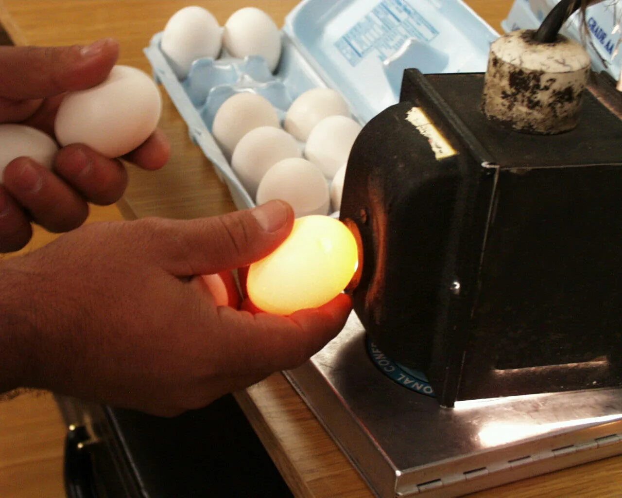 Через сколько проверять яйца в инкубаторе. Овоскопирование страусиных яиц. Инкубация перепелиных яиц овоскопирование. Овоскопирование инкубационного яйца кур. Инкубация яиц овоскопирование.