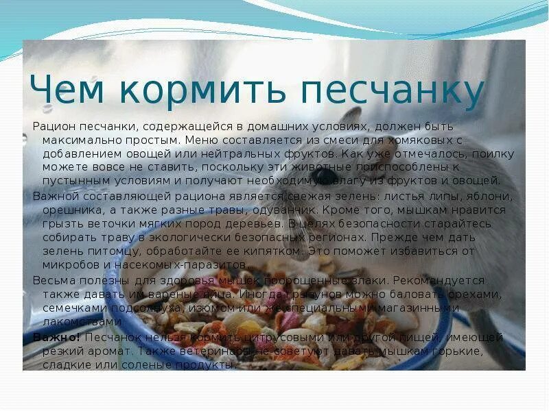 Чем можно кормить морскую. Рацион песчанок. Чем кормить Песчанку. Чем кормить песчанок в домашних условиях. Что едят песчанки в домашних условиях.