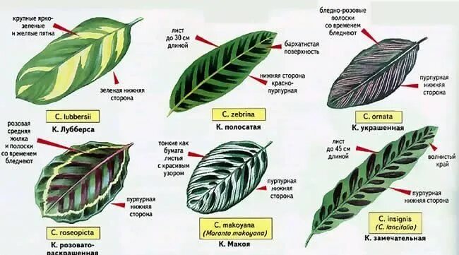 Форма расположение размер и окраска листьев Почки липы
