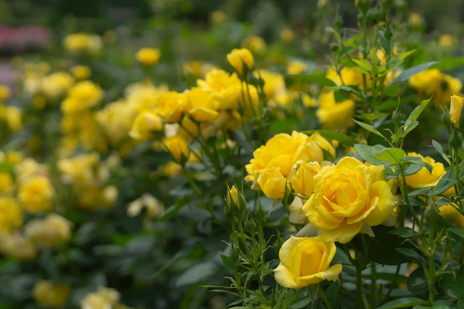 Куст желтой розы. Желтые кустовые розы. Куст желтой розы. Куст желтой розы. Флорибунда чайна герл.