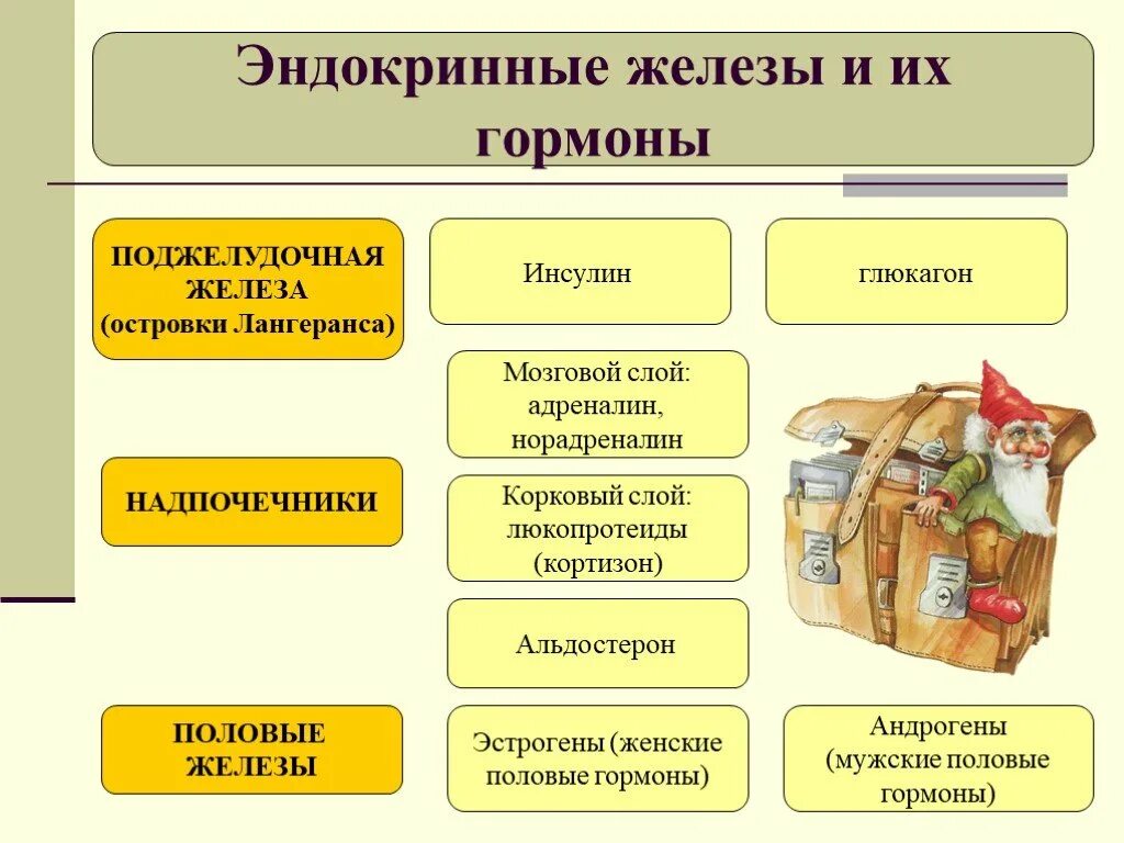 Название железы внутренней секреции таблица Гормоны и их роль в человеческом организме